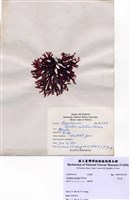 藏品(角叉菜)的圖片